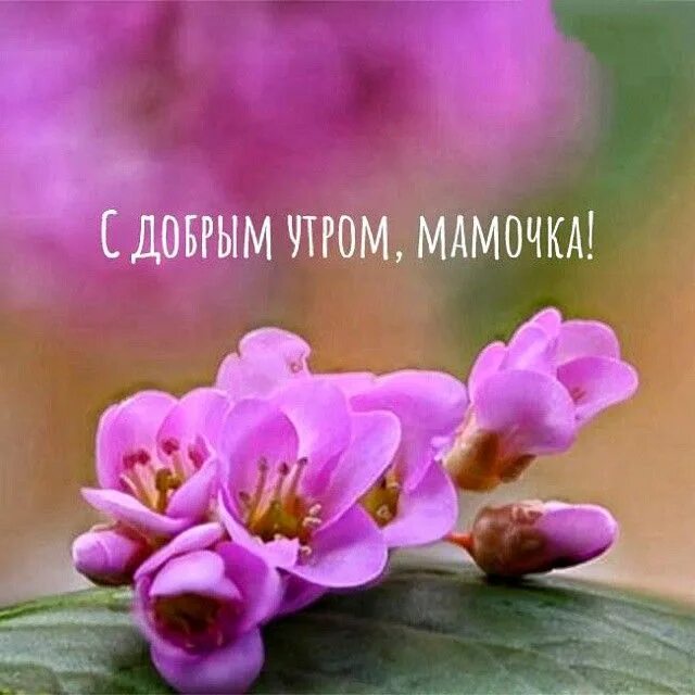Доброе утро мамулечка хорошего дня картинка Доброе утро, мамочка! 130 картинок