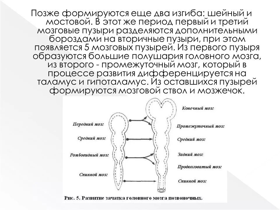 Изгибы мозговых пузырей. Типы мозга у позвоночных. Мостовой изгиб мозга.