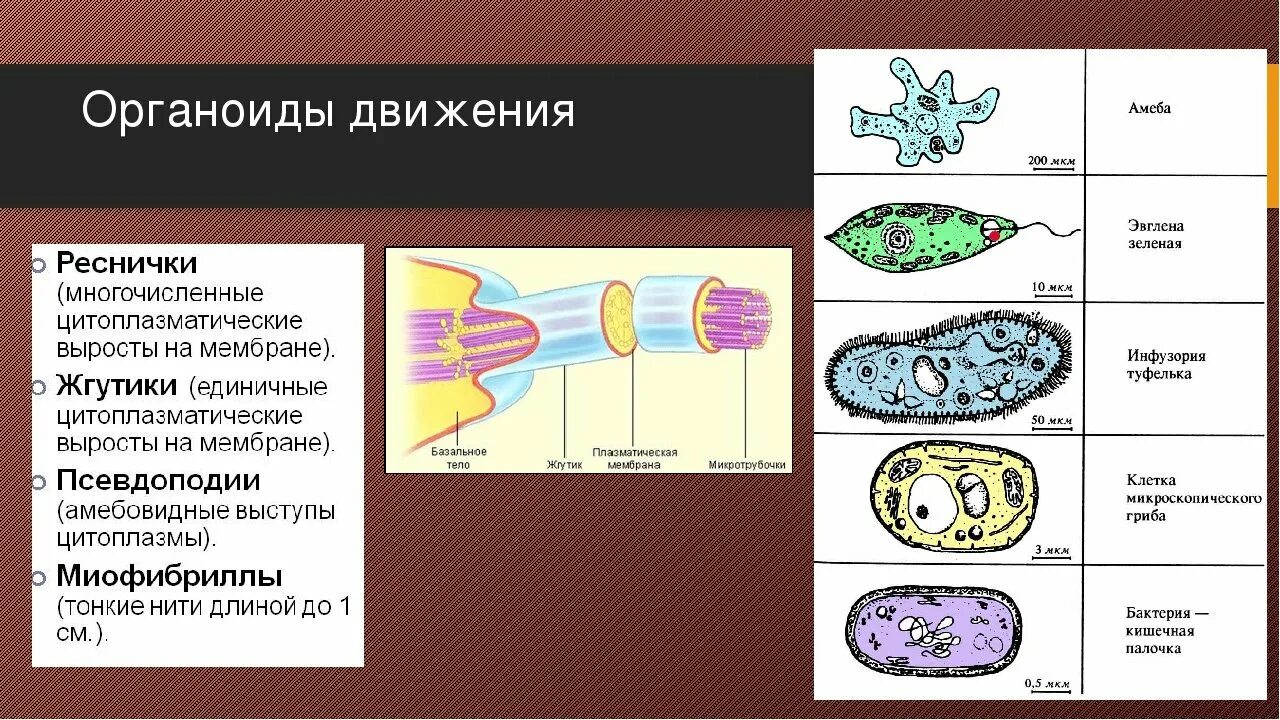 Органы движения. Строение органоидов движения клетки. Органоиды движения эукариотической клетки. Таблица строение клетки органоиды движения. Органоиды движения строение и функции.
