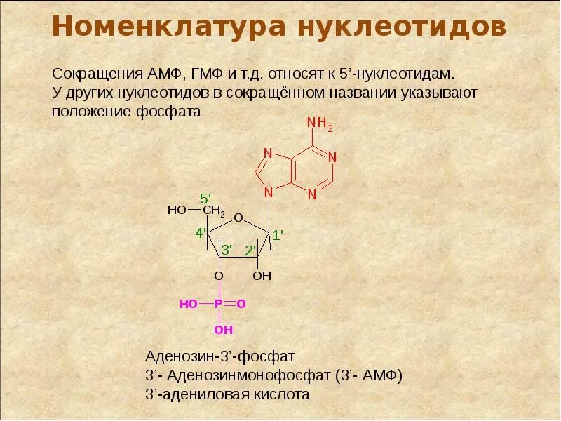 Буквы нуклеотидов. Изомерия нуклеиновых кислот. Нуклеотиды нуклеозиды нуклеиновые кислоты. Изомеры нуклеиновых кислот. Номенклатура нуклеиновых кислот.