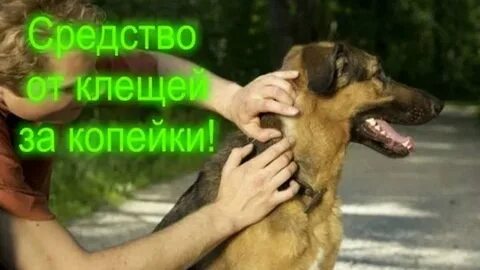 Защита собак от клещей народными средствами