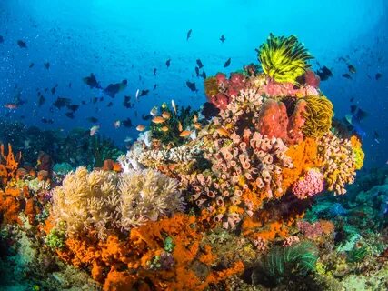 В каком из морей обитают коралловые рифы
