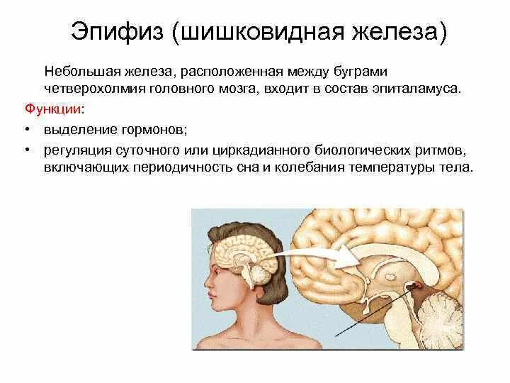 Шишковидная железа. Эпифиз располагается в отделе головного мозга. Шишковидная железа анатомия и физиология. Шишковидное тело функции. Функции эпифиза мозга.