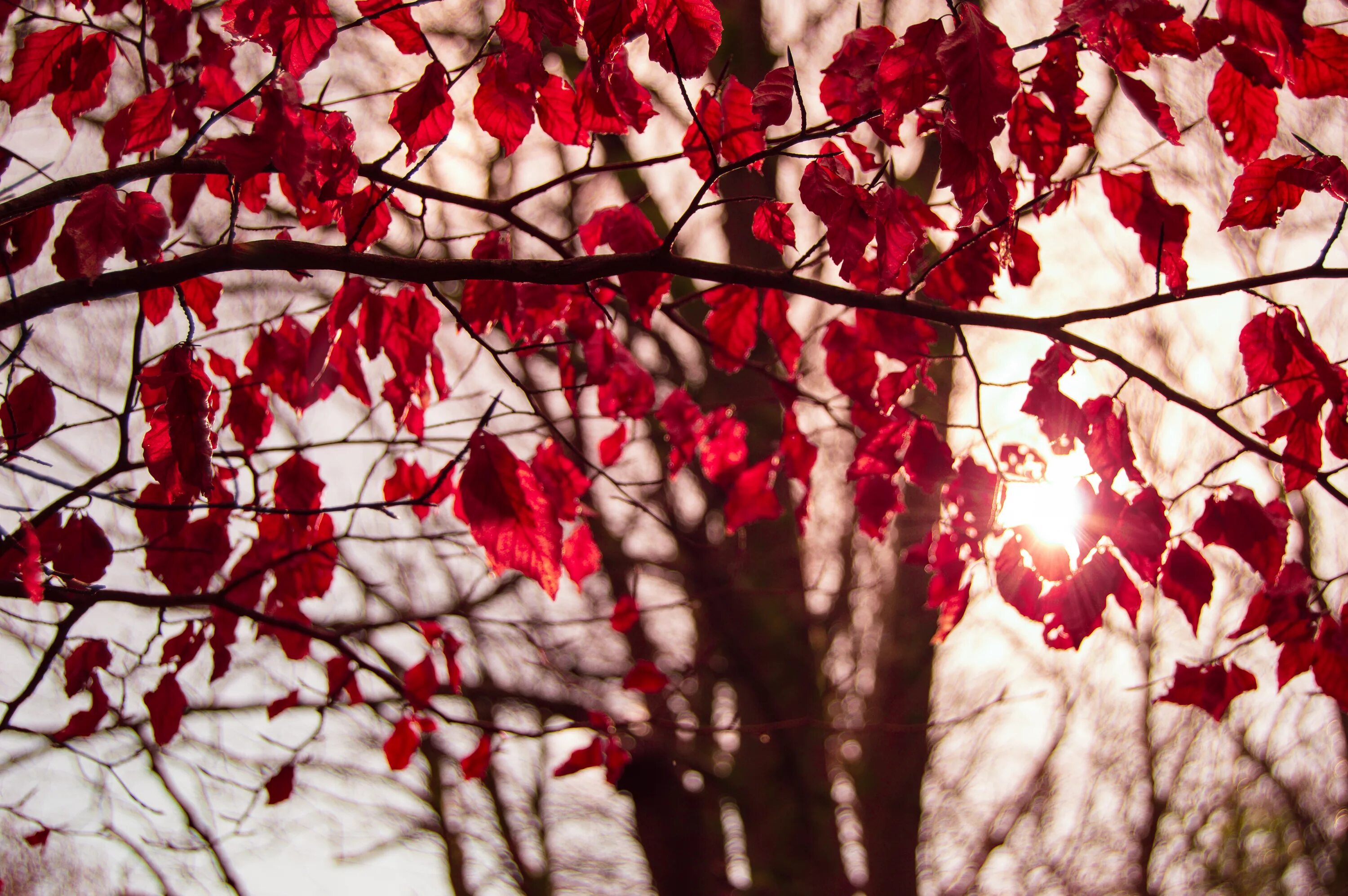 Багряной веткой. Осенняя ветка. Дерево с красными листьями. Ветка с красными листьями. Красная ветка.