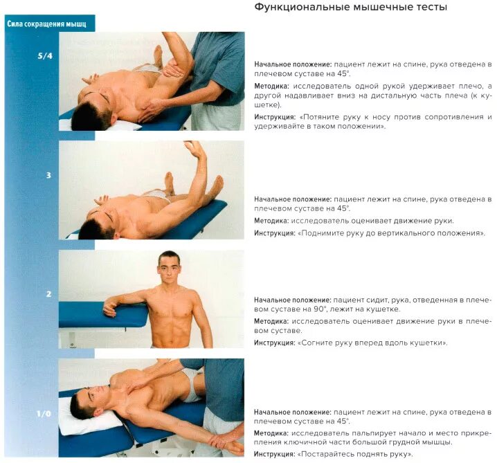 тестирование надостной мышцы. функциональное тестирование мышц. кинезиологическое мышечное тестирование. тест мышц плеча. подлопаточная мышца тестирование.