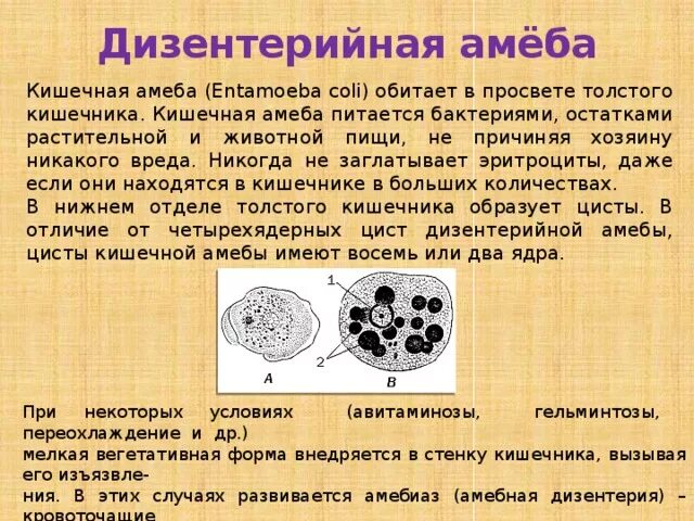 Стадия амебы поражающая толстый кишечник человека. Циста дизентерийной амебы признаки. Дизентерийная амеба характеристика. Строение цисты кишечной амебы. Циста кишечной и дизентерийной амебы.