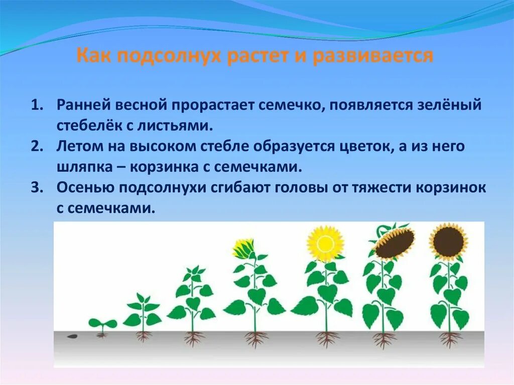 Признаки описывающие рост растения. Как растет подсолнечник. Развитие подсолнечника. Развитие растений. Как растет подсолнечник этапы.
