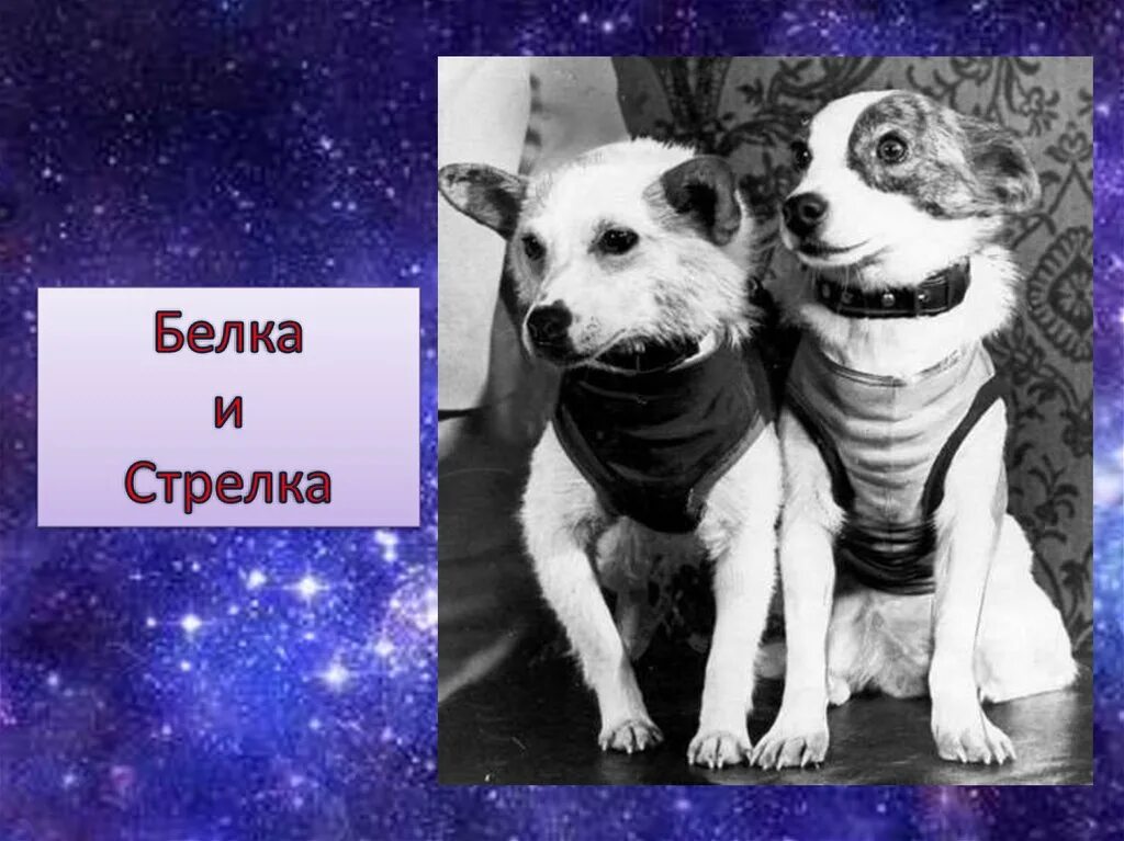 Белка и стрелка возраст. Белкаистрелка (собака-космонавт). белка и стрелка. белка и стрелка в космосе. фотографии белки и стрелки.