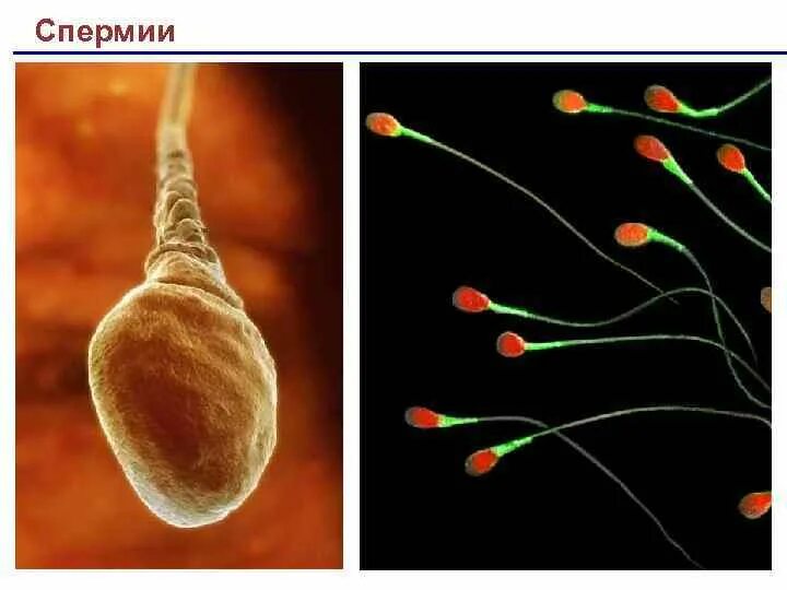 Созревание сперматозоидов. Строение сперматозоида митохондрии. Оплодотворение покрытосеменных растений схема. Спермии. Структура сперматозоида.