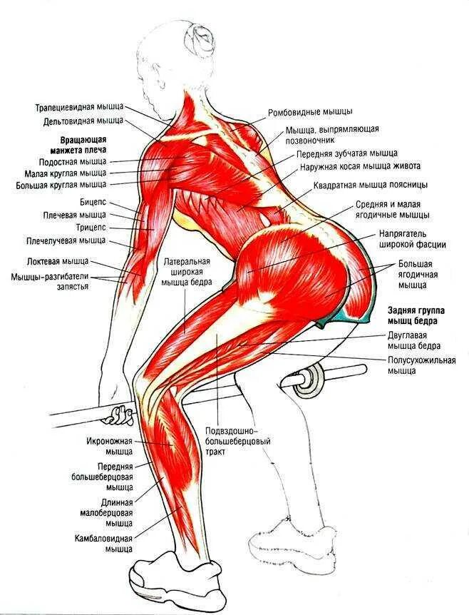 Становая какие мышцы. Схема ягодичных мышц. Какие группы мышц задействует становая тяга. Схема мышц ягодиц. Мышцы которые задействованы при выполнении становой тяги.