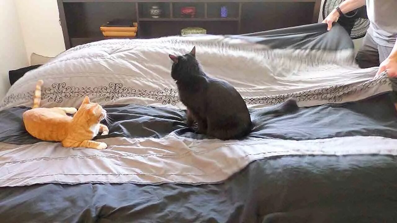 Кошка гадит на кровать что делать. Кошачья кровать. Котик в кровати. Котик заправляет кровать. Незастеленная кровать котик.