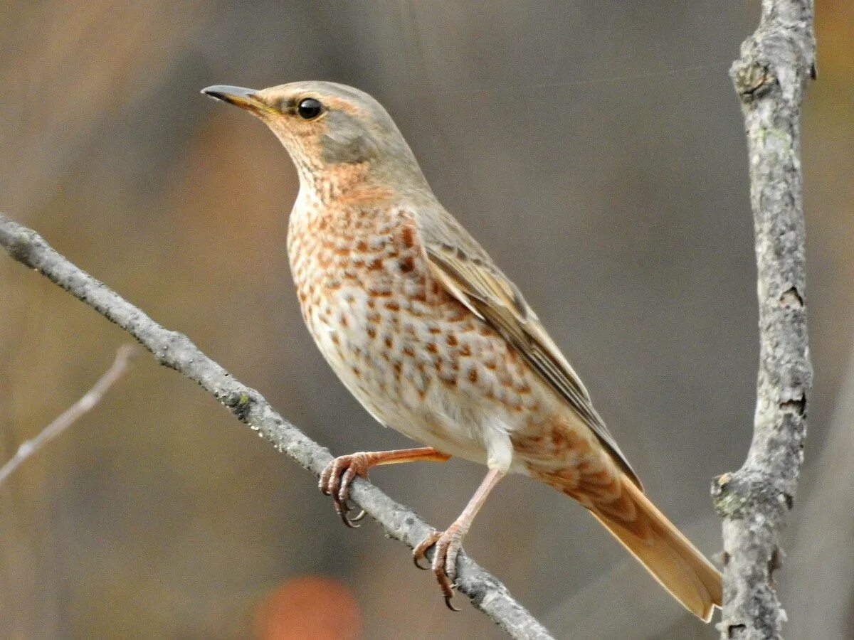 Дрозд фото википедия. Дрозд Науманна. Дрозд Науманна (turdus naumanni). Дрозд обыкновенный. Одноцветный Дрозд.