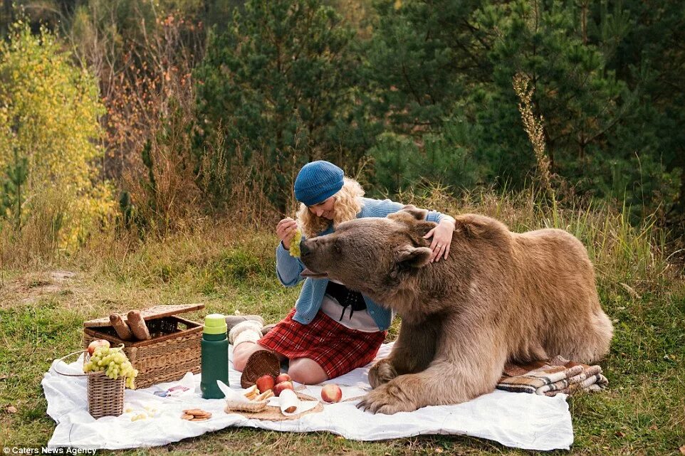 Осторожно с блинами медведь. Фотосессия с медведем. Медведь на пикнике. Медведь ест. Ручной медведь.