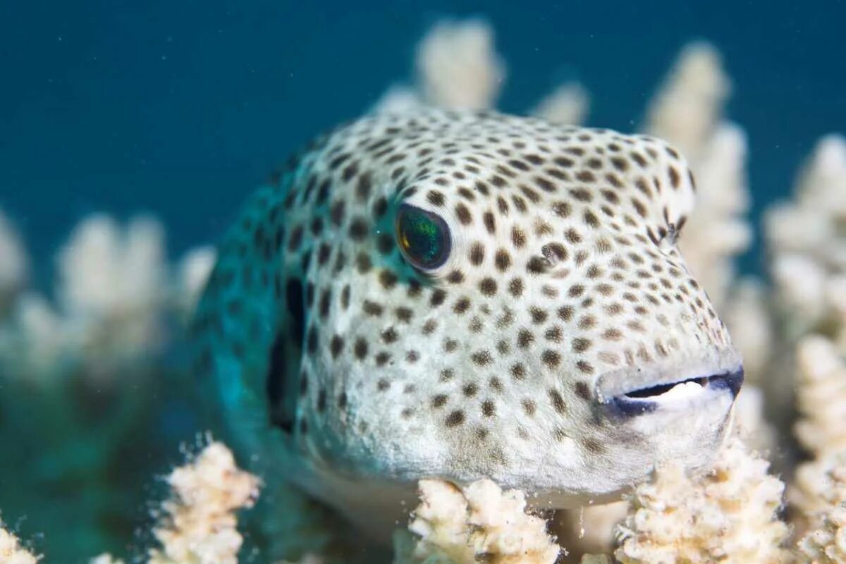 Мальки фугу. Тетрадон морской. Рыба еж фугу. Иглобрюхие фугу. Ядовитая рыба фугу.