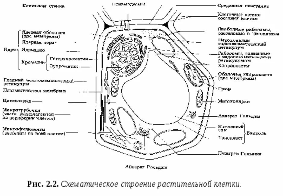 Схематическое строение растительной клетки. Обобщенная схема строения растительной клетки. Ультраструктура обобщенной растительной клетки. Строение растительной клетки схема ЕГЭ. Рисунок растительной клетки с обозначениями 6 класс