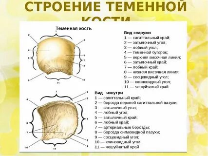 Теменная кость соединения