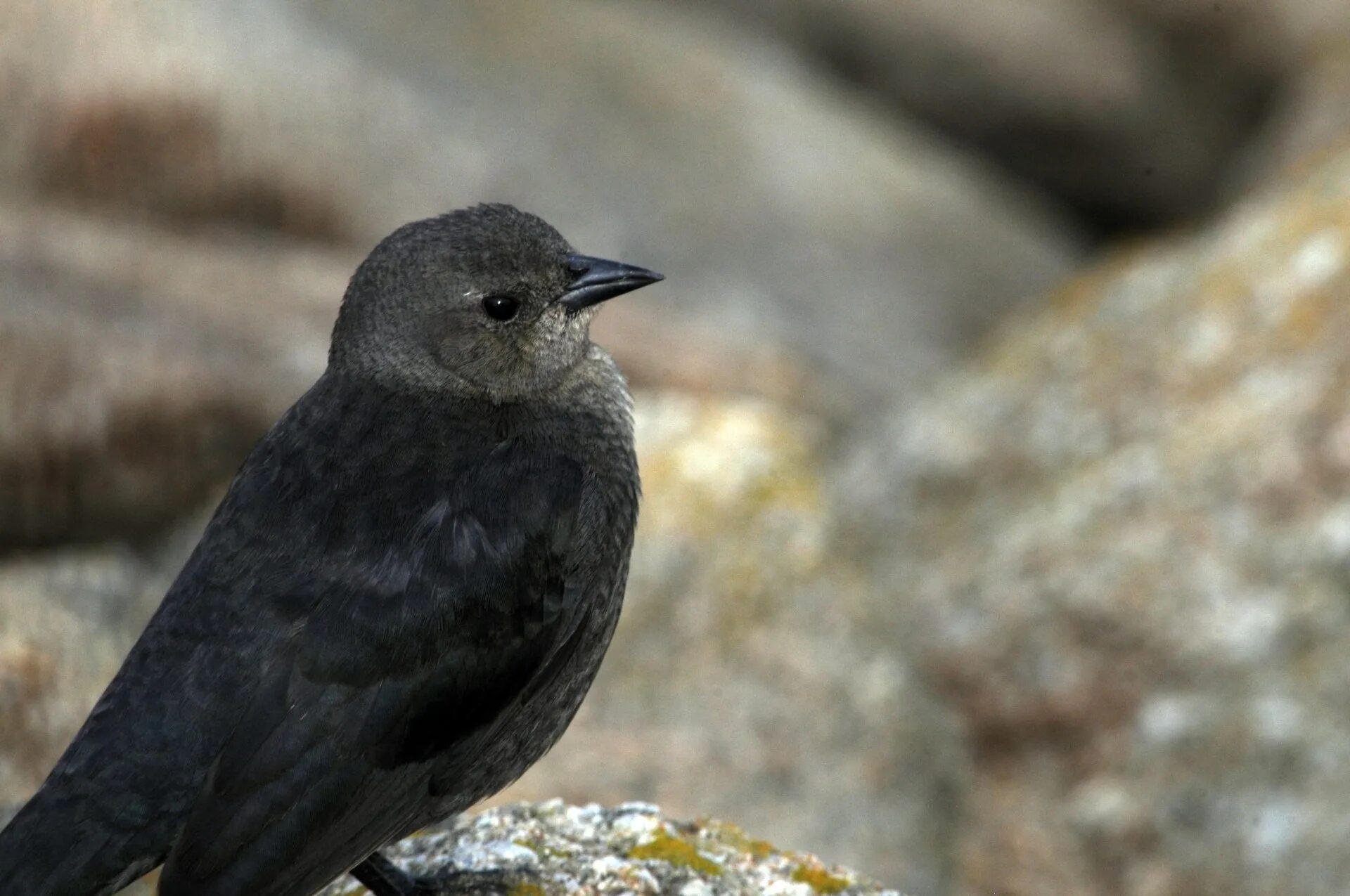 Галка обыкновенная ‒ Corvus monedula. Дрозд Галка птица. Дрозд меланист. Белогрудый Дрозд.