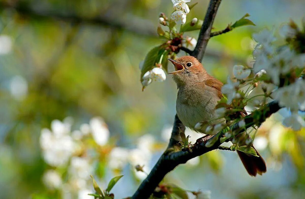 Звонкая птичья трель зазвучала в саду. Певчие птицы Соловей. Птицы весной. Весенние птички.