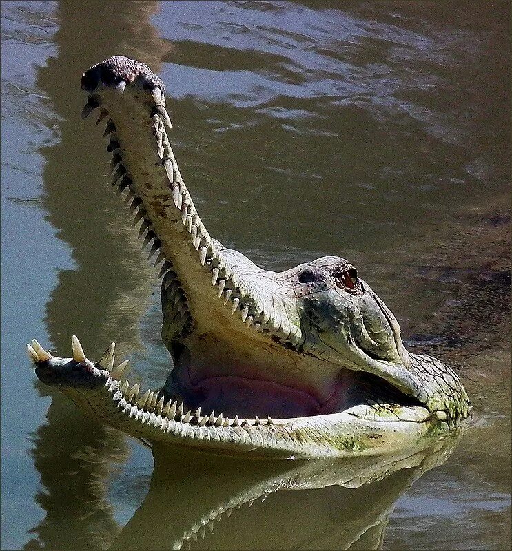 Крокодил с очень длинным рылом. Крокодил гангский гавиал. Гавиал крокодил. Крокодил аллигатор гавиал. Крокодил с узкой мордой.