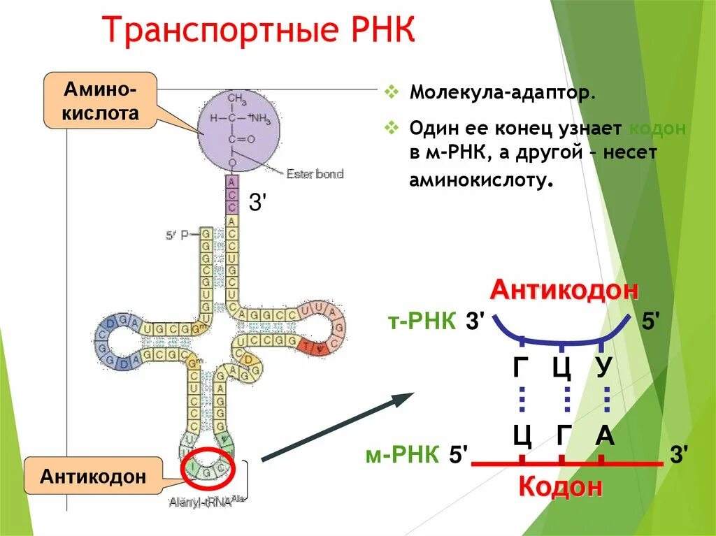 Строение и функции МРНК, ТРНК, РРНК. Строение молекулы транспортной РНК. Схема молекулы ТРНК. ИРНК ТРНК РРНК характеристики.