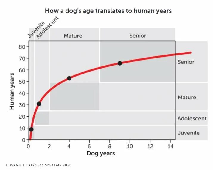 Age перевести. Age перевод.