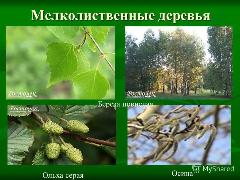 Широколиственные леса примеры деревьев. Хвойные широколиственные мелколиственные. ольха мелколиственное. береза осина ольха. малолиственные деревья.