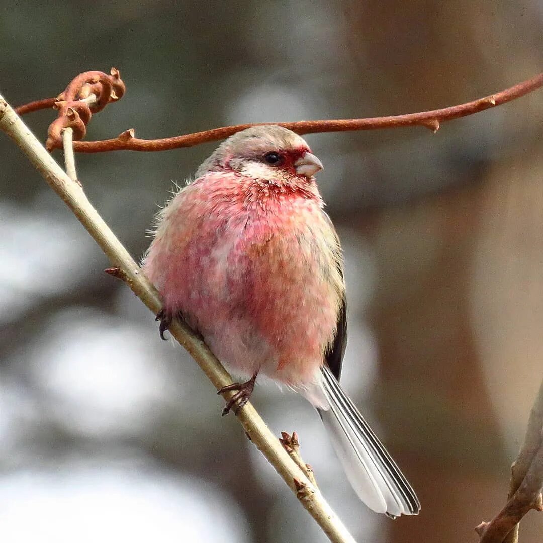 Маленькая розовая птица. Розовые птицы название. Птицы с розовым оперением. Птица с розовым брюшком. Розовая птичка название.