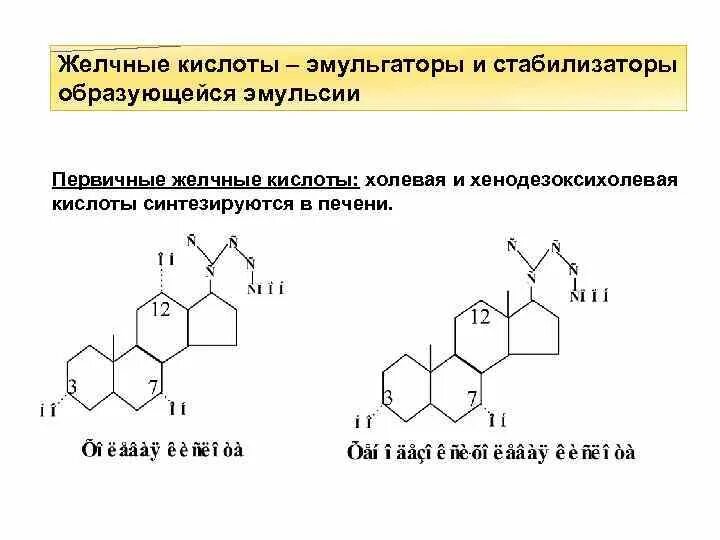 Первичные желчные кислоты биохимия. Первичные и вторичные желчные кислоты. Перечислите первичные желчные кислоты. Парные желчные кислоты биохимия.