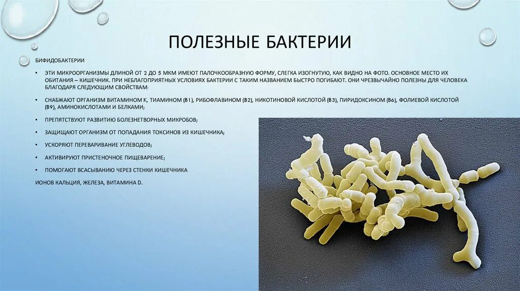 Почему бактерии назвали бактериями