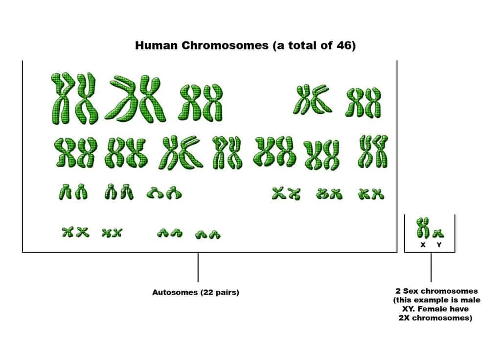 Сколько хромосом у мужчины. Кариотип аутосомы и половые. Половые хромосомы человека. Кариотип человека 22 аутосомы. Кариотип человека аутосомы половые хромосомы.