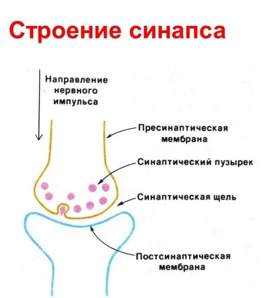 Синаптические пузырьки. Синапс пресинаптическая мембрана. Схема передачи нервного импульса в химических синапсах. Деполяризация пресинаптической мембраны. Строение химического синапса.