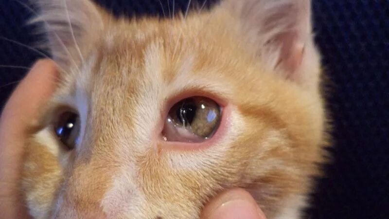 Микроплазмоз. У кошки на глазу прозрачная пленка.