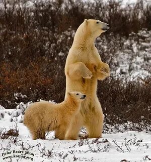 Standing bear