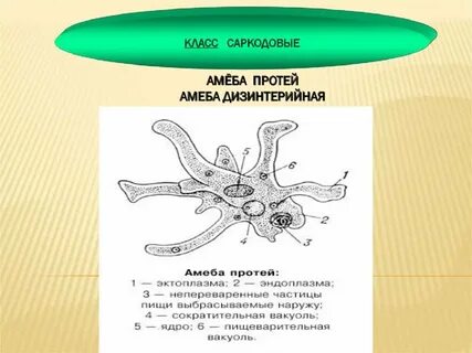 Где происходит пищеварение у амебы