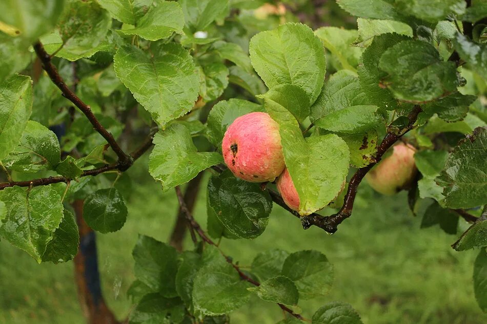 Яблоня полукультурка розовый налив. Яблоня "розовый налив" (Malus domestica). Яблоня, сорт Суйслепское (Суйслепер, Малиновка). Яблоня Зарянка.