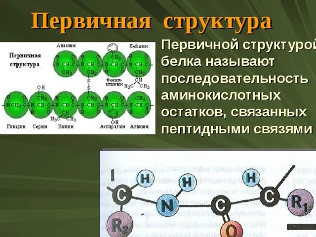 Первичная структура белка примеры. Функции первичной структуры белка. Первичная структура белков пептидная связь. Роль первичной структуры белка.