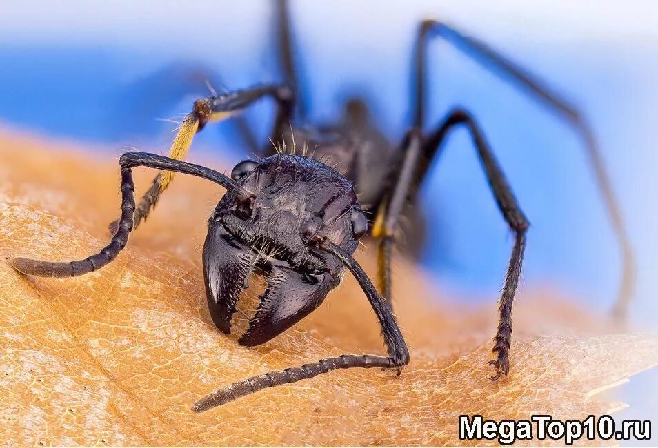 Бразильские муравьи. Ядовитые насекомые. Муравей пуля. Самое опасное насекомое в мире.