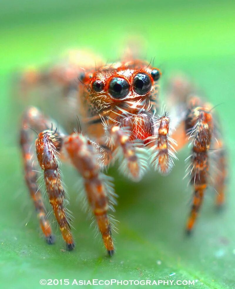 Тайский паук. Пауки Тайланда тропические. Джампинг Спайдер Тайланд паук.