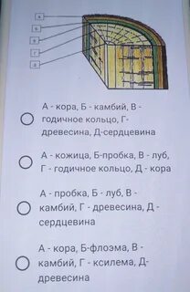 На рисунке стебель обозначен буквой ответы