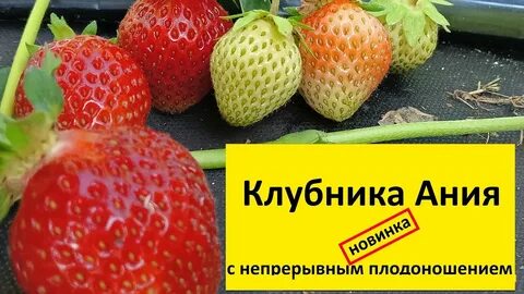 Клубника аня отзывы