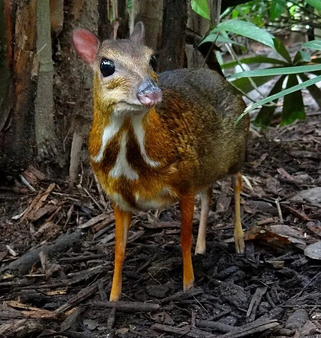 69 Strange, Cool, and Weird Animals: Mammals, Reptiles, Insects... Everywhere Wi