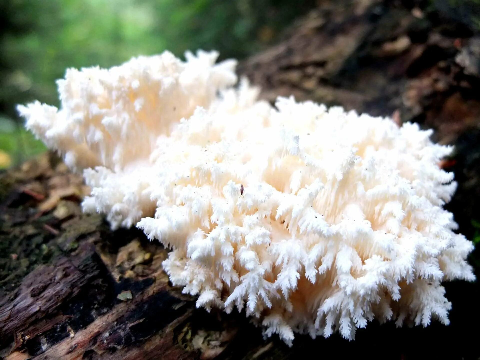 Гриб дрожалка листоватая (tremella foliacea). Грибы гребешки. Ледяной гриб тремелла. Грибы гребешки. Грибы гребешки.