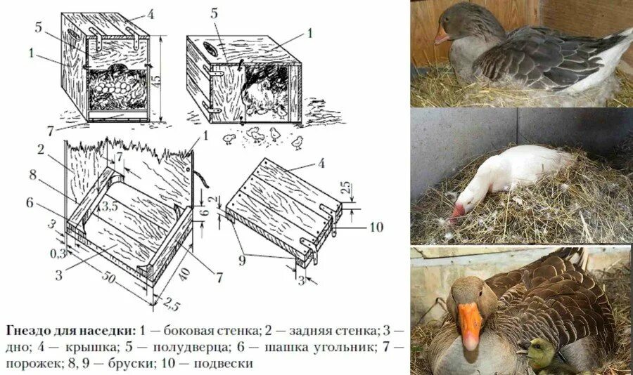 Сколько гнезд курам. Гнездо для Гусыни своими наседки. Гнездо для утки наседки. Гнездо для Гусыни наседки. Гнездо для Гусыни для высиживания.