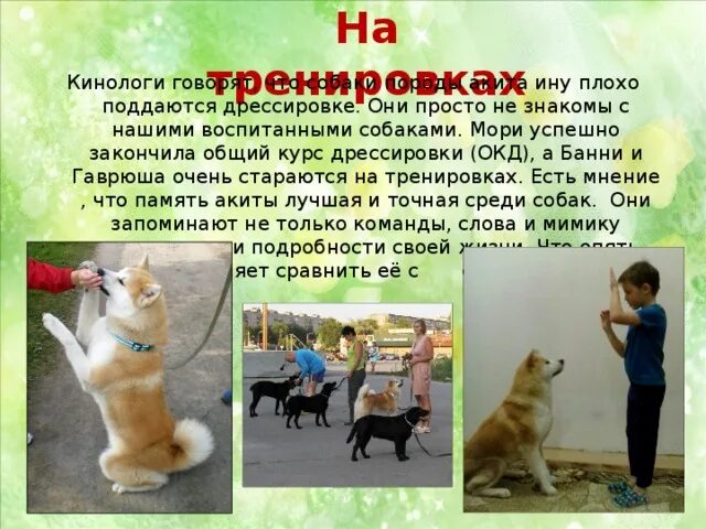 Породы поддающиеся дрессировке. Собака которая легко дрессируется. собаки которых легко дрессировать. собаки которые поддаются дрессировке. собаки которые легко поддаются дрессировке.