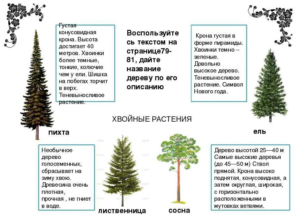 Дуб относится к голосеменным. Сосна обыкновенная ель европейская. Сосна и ель различия. Хвойные Голосеменные растения ель. Сосна ель елка отличие.