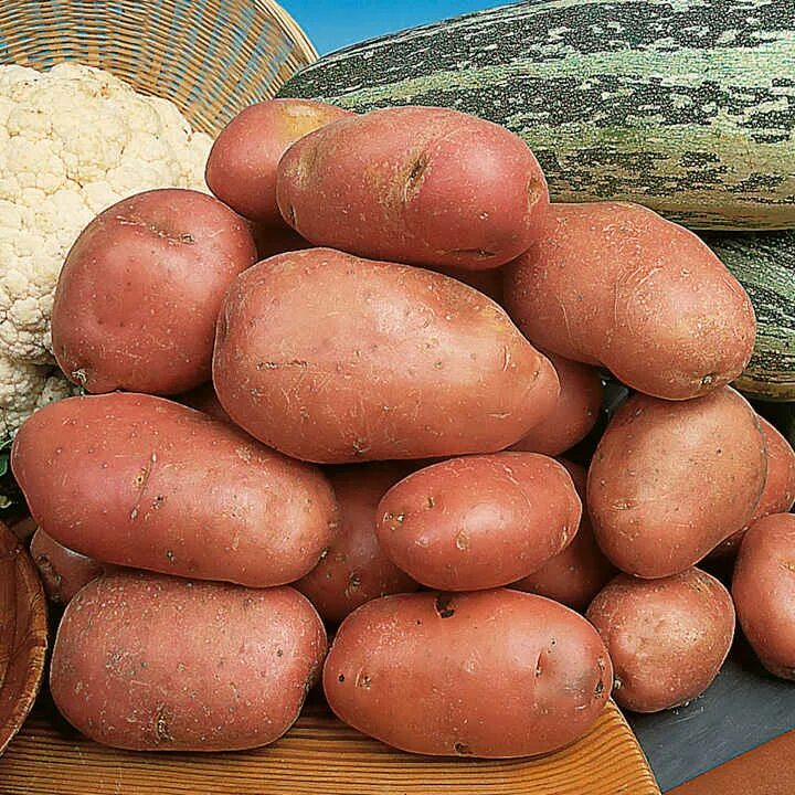 Самая вкусная картошка сорт. Сорт картофеля дезире. картошка сорт дезире. ред скарлет, беллароза:. сорт картофеля маджестик.