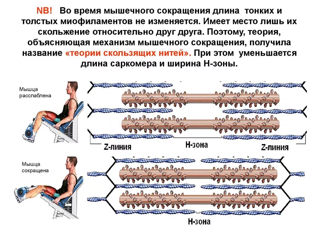 Последовательность мышечных элементов. Механизм скользящих нитей. Теория мышечного сокращения физиология. Принцип мышечного сокращения. Процесс сокращения мышц.