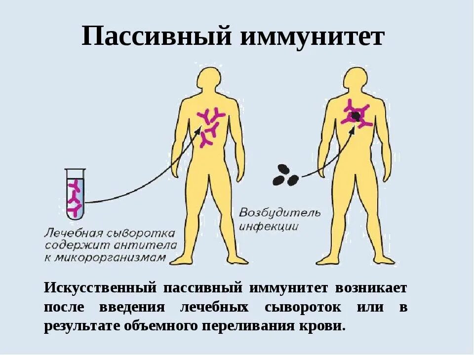 После вакцины вырабатывается. Искусственный пассивный иммунитет. Искусственный пассивный иммунитет вырабатывается после введения. Иммунитет после введения сыворотки. Пассивный иммунитет возникает после введения.