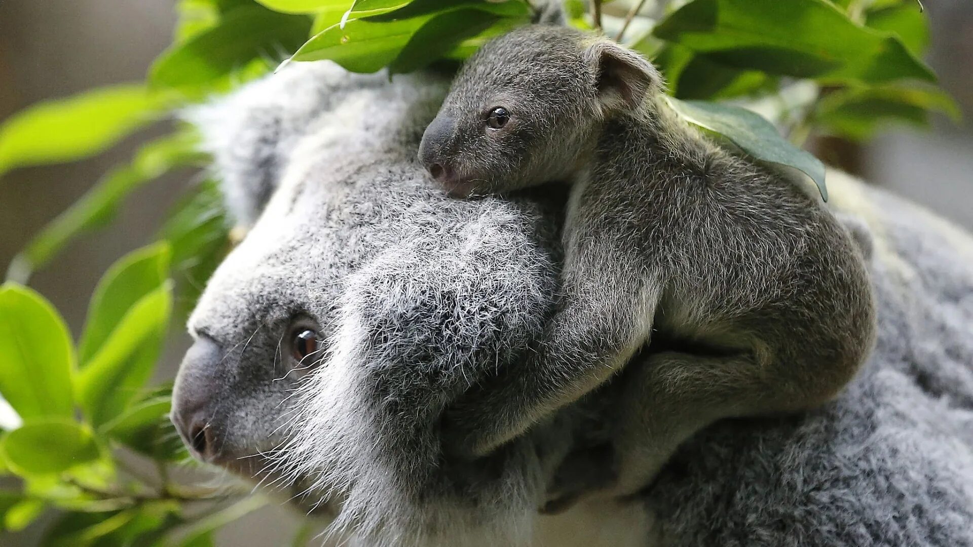 Коала сумчатое животное. Коала и Ленивец. Австралия сумчатые коала. Коала с детенышем. Коала природе