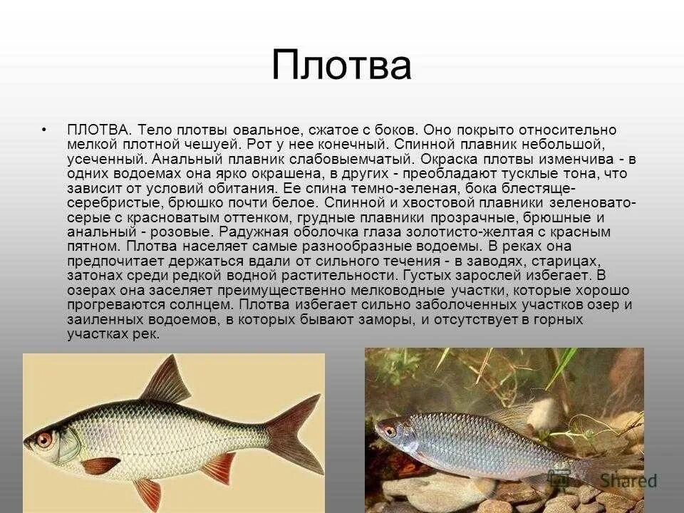 Плотва обитание. Плотва рыба. тарань и плотва. плотва описание. плотва рыба фото и описание.